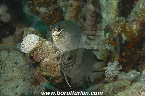 Marsa Shagra, Marsa Alam, Egypt, Red sea, Amblyglyphidodon indicus, Amblyglyphidodon, Pomacentridae, Maldives damselfish, Damselfish, Fish, Nesting