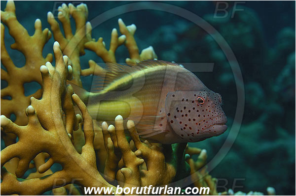 Marsa Shagra, Marsa Alam, Egypt, Red sea, Paracirrhites forsteri, Paracirrhites, Cirrhitidae, Blackside Hawkfish, Hawkfish, Fish