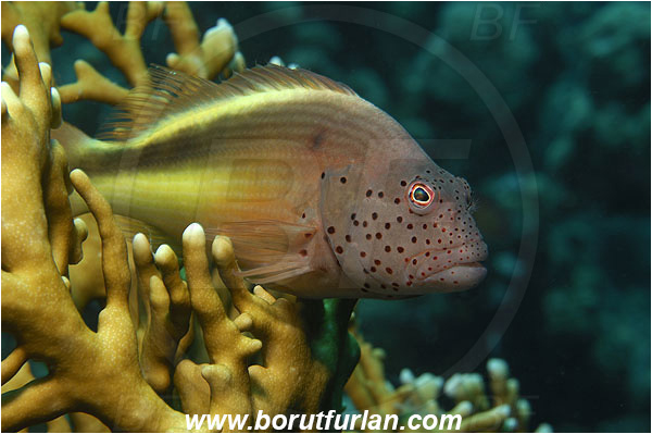 Marsa Shagra, Marsa Alam, Egypt, Red sea, Paracirrhites forsteri, Paracirrhites, Cirrhitidae, Blackside Hawkfish, Hawkfish, Fish