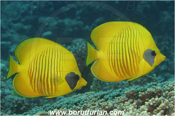 Marsa Shagra, Marsa Alam, Egypt, Red sea, Chaetodon semilarvatus, Chaetodon, Chaetodontidae, Masked Butterflyfish, Butterflyfish, Fish