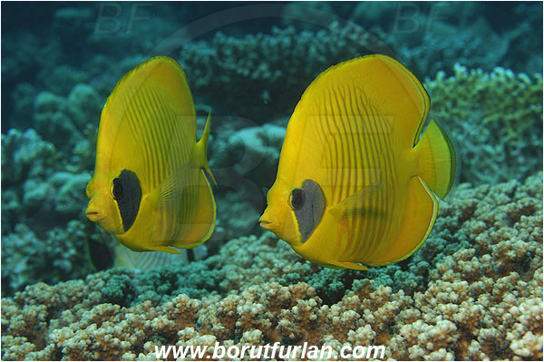 Marsa Shagra, Marsa Alam, Egypt, Red sea, Chaetodon semilarvatus, Chaetodon, Chaetodontidae, Masked Butterflyfish, Butterflyfish, Fish