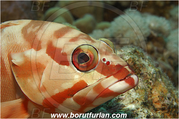 Marsa Shagra, Marsa Alam, Egypt, Red sea, Epinephelus fasciatus, Epinephelus, Serranidae, Blacktip grouper, Grouper, Fish, Portrait