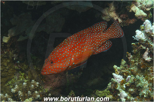 Marsa Shagra, Marsa Alam, Egypt, Red sea, Cephalopholis miniata, Cephalopholis, Serranidae, Coral grouper, Grouper, Fish