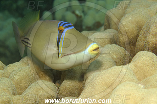 Marsa Shagra, Marsa Alam, Egypt, Red sea, Rhinecanthus assasi, Rhinecanthus, Balistidae, Picasso triggerfish, Triggerfish, Fish