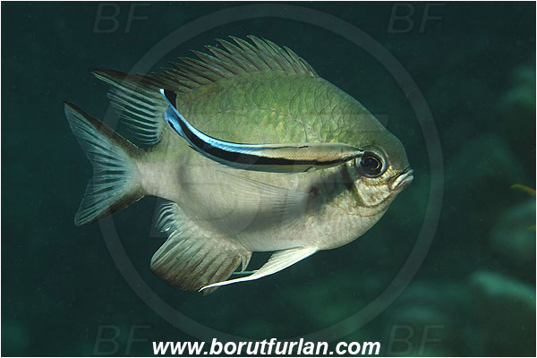 Marsa Shagra, Marsa Alam, Egypt, Red sea, Amblyglyphidodon indicus, Amblyglyphidodon, Pomacentridae, Maldives damselfish, Damselfish, Fish, Labroides dimidiatus, Labroides, Labridae, Cleaner Wrasse, Wrasse, Cleaning