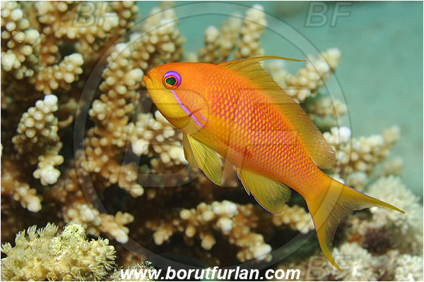 Marsa Shagra, Marsa Alam, Egypt, Red sea, Pseudanthias squamipinnis, Pseudanthias, Serranidae, Lyretail Anthias, Sea goldie, Anthias, Fish, Female