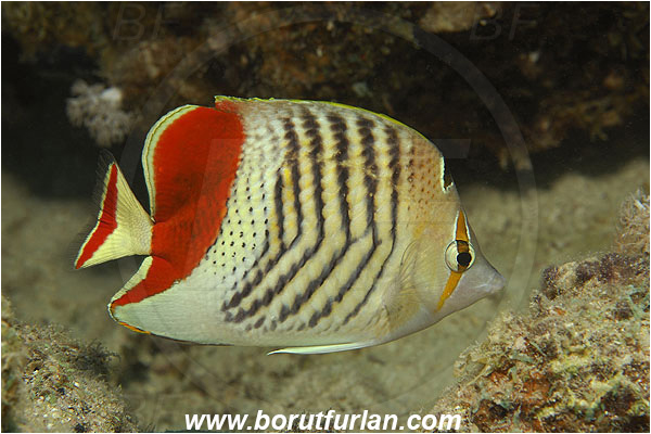 Marsa Shagra, Marsa Alam, Egypt, Red sea, Chaetodon paucifasciatus, Chaetodon, Chaetodontidae, Eritrean butterflyfish, Butterflyfish, Fish