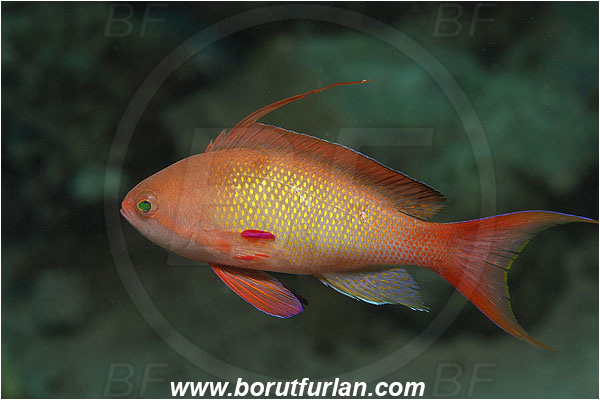 Marsa Shagra, Marsa Alam, Egypt, Red sea, Pseudanthias squamipinnis, Pseudanthias, Serranidae, Lyretail Anthias, Sea goldie, Anthias, Fish, Male