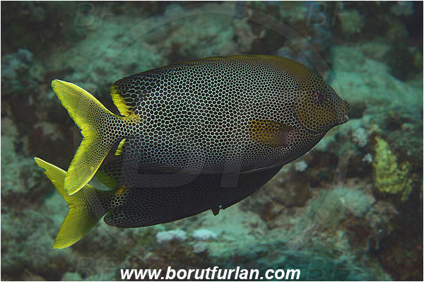 Marsa Shagra, Marsa Alam, Egypt, Red sea, Siganus stellatus, Siganus, Siganidae, Brown-spotted spinefoot, Spinefoot, Brown-spotted rabbit fish, Rabbit fish, Fish