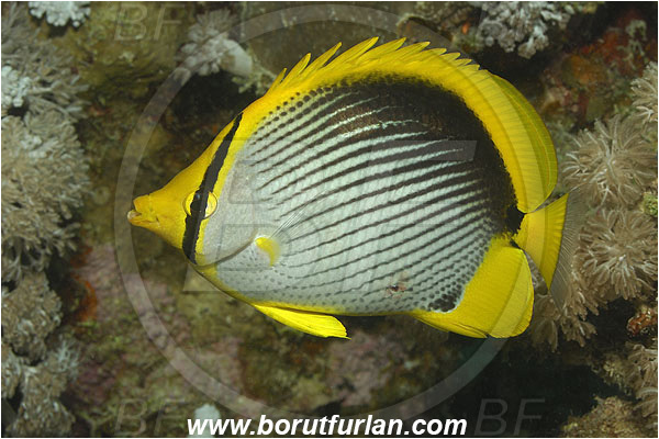 Marsa Shagra, Marsa Alam, Egypt, Red sea, Chaetodon melannotus, Chaetodon, Chaetodontidae, Blackback butterflyfish, Butterflyfish, Fish