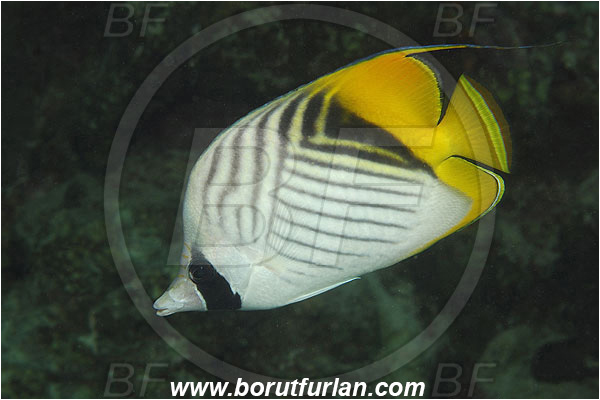 Marsa Shagra, Marsa Alam, Egypt, Red sea, Chaetodon auriga, Chaetodon, Chaetodontidae, Threadfin Butterflyfish, Butterflyfish, Fish