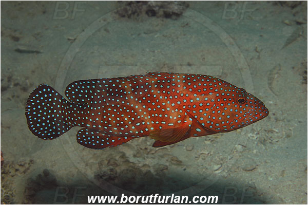 Marsa Shagra, Marsa Alam, Egypt, Red sea, Cephalopholis miniata, Cephalopholis, Serranidae, Coral grouper, Grouper, Fish