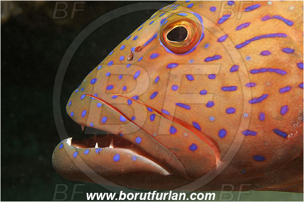 Marsa Shagra, Marsa Alam, Egypt, Red sea, Plectropomus pessuliferus marisrubri, Plectropomus, Serranidae, Red Sea coral grouper, Roving coral grouper, Grouper, Fish, Portrait