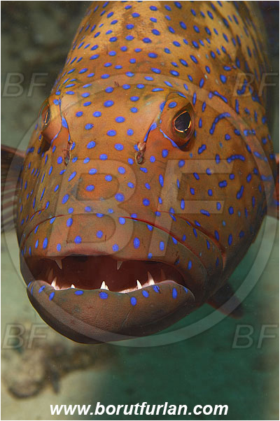 Marsa Shagra, Marsa Alam, Egypt, Red sea, Plectropomus pessuliferus marisrubri, Plectropomus, Serranidae, Red Sea coral grouper, Roving coral grouper, Grouper, Fish, Portrait