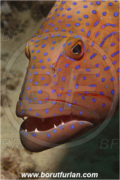 Marsa Shagra, Marsa Alam, Egypt, Red sea, Plectropomus pessuliferus marisrubri, Plectropomus, Serranidae, Red Sea coral grouper, Roving coral grouper, Grouper, Fish, Portrait