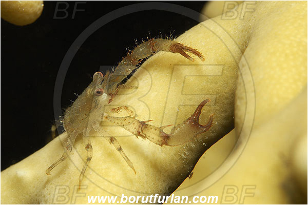 Marsa Shagra, Marsa Alam, Egypt, Red sea, Galathea sp., Galathea, Galatheidae, Decapoda, Crustacea, Crustacean, Squat Lobster