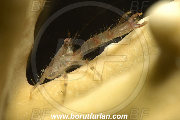 Marsa Shagra, Marsa Alam, Egypt, Red sea, Galathea sp., Galathea, Galatheidae, Decapoda, Crustacea, Crustacean, Squat Lobster