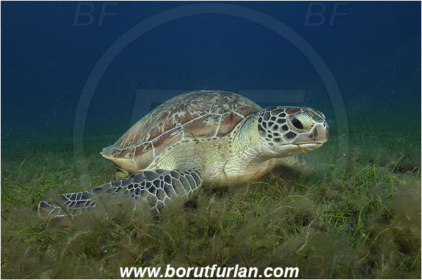 Marsa Abu Dabab, Marsa Alam, Egypt, Red sea, Chelonia mydas, Cheloniidae, Reptilia, Reptilian, Green Sea Turtle, Turtle, Feeding, Grass