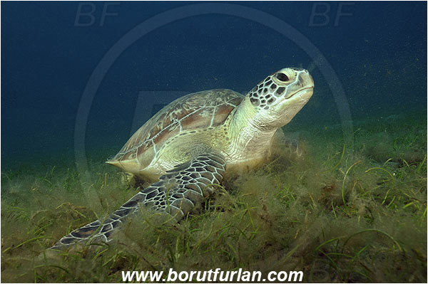 Marsa Abu Dabab, Marsa Alam, Egypt, Red sea, Chelonia mydas, Cheloniidae, Reptilia, Reptilian, Green Sea Turtle, Turtle, Feeding, Grass