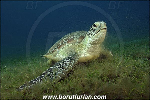 Marsa Abu Dabab, Marsa Alam, Egypt, Red sea, Chelonia mydas, Cheloniidae, Reptilia, Reptilian, Green Sea Turtle, Turtle, Feeding, Grass