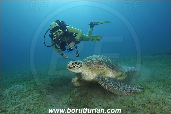 Marsa Abu Dabab, Marsa Alam, Egypt, Red sea, Chelonia mydas, Cheloniidae, Reptilia, Reptilian, Green Sea Turtle, Turtle, Diver