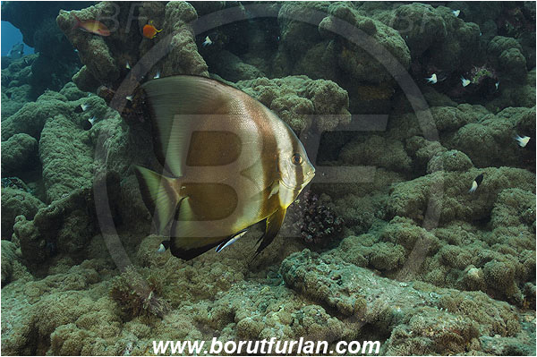 Marsa Abu Dabab, Marsa Alam, Egypt, Red sea, Platax orbicularis, Platax, Ephippidae, Round Batfish, Orbicular batfish, Batfish, Fish, Reef
