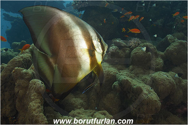 Marsa Abu Dabab, Marsa Alam, Egypt, Red sea, Platax orbicularis, Platax, Ephippidae, Round Batfish, Orbicular batfish, Batfish, Fish, Reef