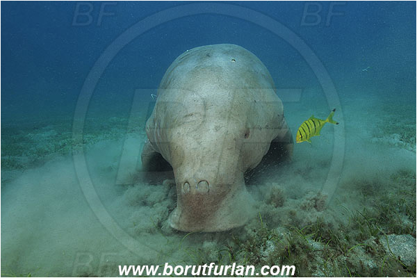 Marsa Abu Dabab, Marsa Alam, Egypt, Red sea, Dugong dugon, Dugongidae, Mammalia, Dugon, Dugong