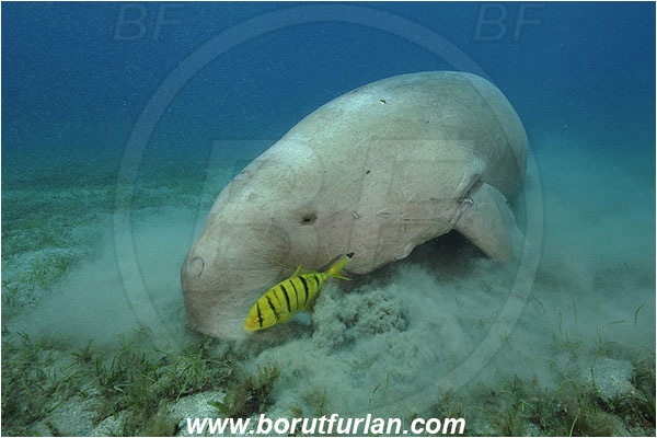 Marsa Abu Dabab, Marsa Alam, Egypt, Red sea, Dugong dugon, Dugongidae, Mammalia, Dugon, Dugong