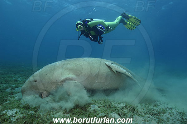 Marsa Abu Dabab, Marsa Alam, Egypt, Red sea, Dugong dugon, Dugongidae, Mammalia, Dugon, Dugong, Diver