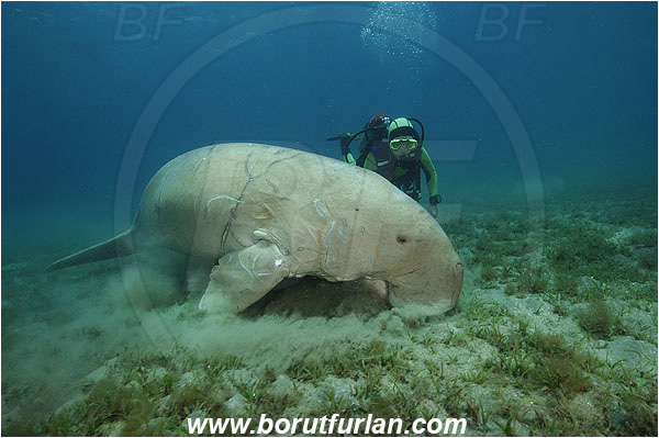 Marsa Abu Dabab, Marsa Alam, Egypt, Red sea, Dugong dugon, Dugongidae, Mammalia, Dugon, Dugong, Diver