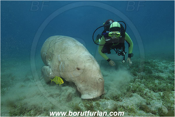 Marsa Abu Dabab, Marsa Alam, Egypt, Red sea, Dugong dugon, Dugongidae, Mammalia, Dugon, Dugong, Diver