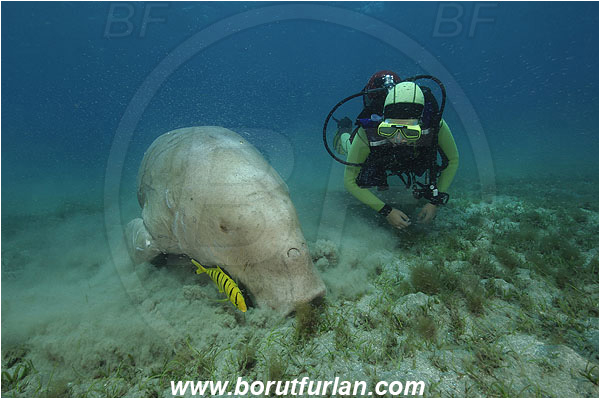 Marsa Abu Dabab, Marsa Alam, Egypt, Red sea, Dugong dugon, Dugongidae, Mammalia, Dugon, Dugong, Diver