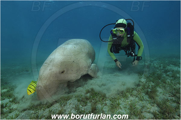 Marsa Abu Dabab, Marsa Alam, Egypt, Red sea, Dugong dugon, Dugongidae, Mammalia, Dugon, Dugong, Diver