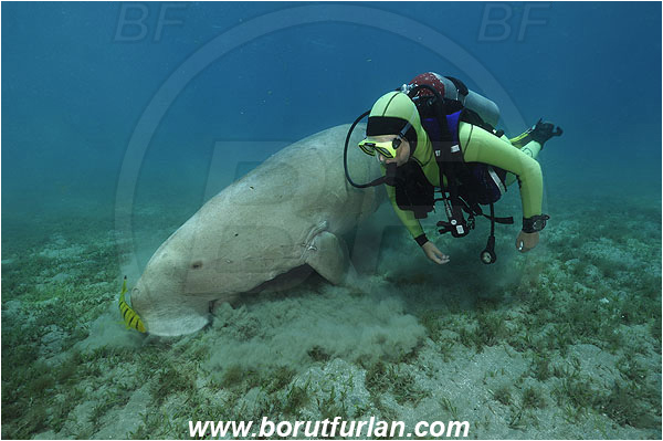 Marsa Abu Dabab, Marsa Alam, Egypt, Red sea, Dugong dugon, Dugongidae, Mammalia, Dugon, Dugong, Diver
