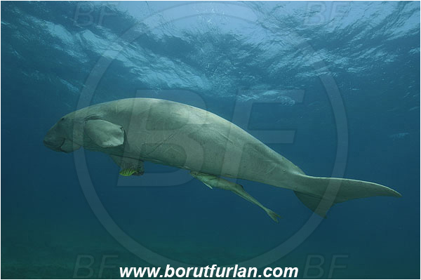 Marsa Abu Dabab, Marsa Alam, Egypt, Red sea, Dugong dugon, Dugongidae, Mammalia, Dugon, Dugong