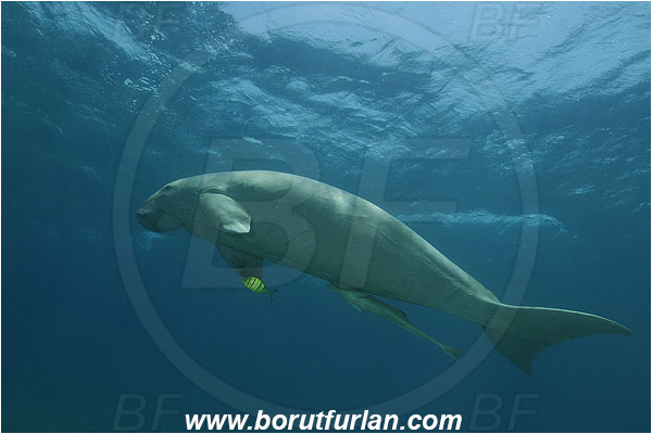 Marsa Abu Dabab, Marsa Alam, Egypt, Red sea, Dugong dugon, Dugongidae, Mammalia, Dugon, Dugong