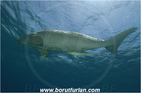 Marsa Abu Dabab, Marsa Alam, Egypt, Red sea, Dugong dugon, Dugongidae, Mammalia, Dugon, Dugong