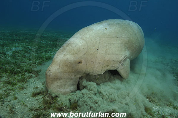 Marsa Abu Dabab, Marsa Alam, Egypt, Red sea, Dugong dugon, Dugongidae, Mammalia, Dugon, Dugong