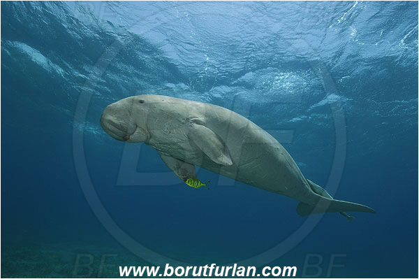 Marsa Abu Dabab, Marsa Alam, Egypt, Red sea, Dugong dugon, Dugongidae, Mammalia, Dugon, Dugong
