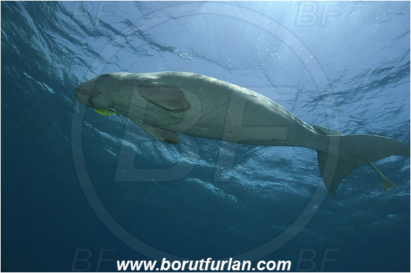 Marsa Abu Dabab, Marsa Alam, Egypt, Red sea, Dugong dugon, Dugongidae, Mammalia, Dugon, Dugong