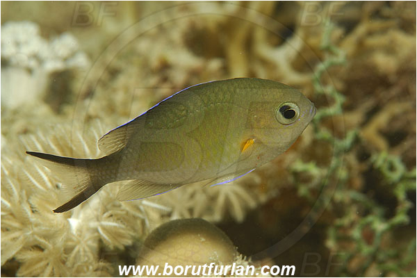 Marsa Shagra, Marsa Alam, Egypt, Red sea, Chromis flavaxilla, Chromis, Pomacentridae, Arabian chromis, Fish