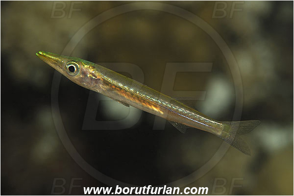 Marsa Shagra, Marsa Alam, Egypt, Red sea, Sphyraena sp., Sphyraena, Sphyraenidae, Barracuda, Fish, Juvenile