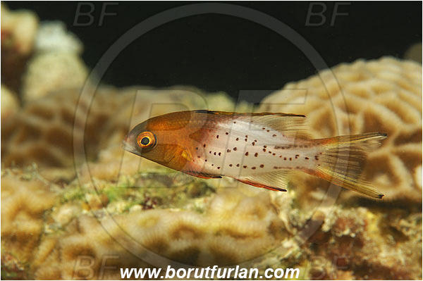 Marsa Shagra, Marsa Alam, Egypt, Red sea, Bodianus anthioides, Bodianus, Labridae, Lyretail Hogfish, Hogfish, Fish, Wrasse, Juvenile
