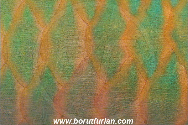 Marsa Shagra, Marsa Alam, Egypt, Red sea, Scarus ferrugineus, Scarus, Scaridae, Rusty parrotfish, Parrotfish, Scales, Abstract
