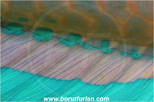 Marsa Shagra, Marsa Alam, Egypt, Red sea, Scaridae, Parrotfish, Scales, Fin, Abstract