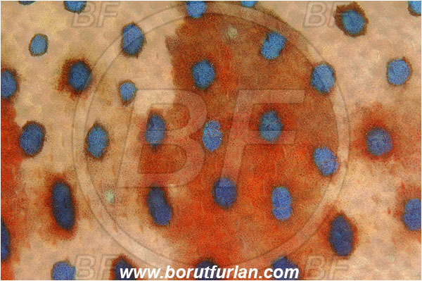 Marsa Shagra, Marsa Alam, Egypt, Red sea, Plectropomus pessuliferus marisrubri, Plectropomus, Serranidae, Red Sea coral grouper, Roving coral grouper, Grouper, Fish, Skin, Abstract