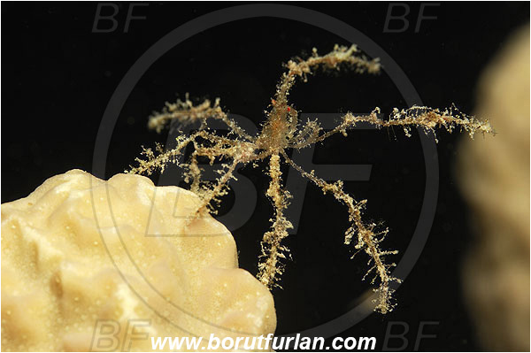 Marsa Shagra, Marsa Alam, Egypt, Red sea, Achaeus spinosus, Inachidae, Decapoda, Crustacea, Crustacean, Spider Crab, Crab
