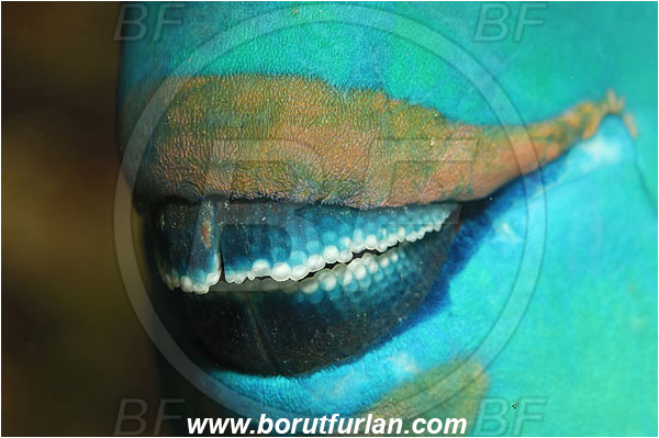 Marsa Shagra, Marsa Alam, Egypt, Red sea, Scarus ferrugineus, Scarus, Scaridae, Rusty parrotfish, Parrotfish, Beak, Mouth, Abstract