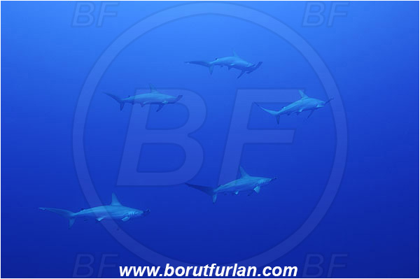 Elphinstone reef, Marsa Alam, Egypt, Red sea, Sphyrna lewini, Sphyrna, Sphyrnidae, Elasmobranchii, Scalloped Hammerhead, Hammerhead, Fish, Fish school